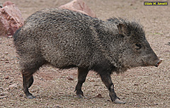 Collared Peccary