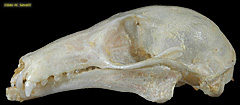 Lesser Dawn Bat Skull