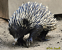 Echidna