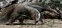 Giant Anteater