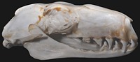 Hammer-headed Bat Skull