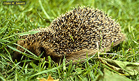 Hedgehog