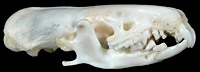 Shrew Skull