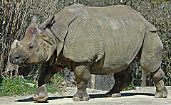 Indian Rhinoceros