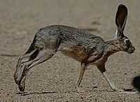 Desert Cottontail