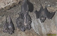 Jamaican Fruit Bats