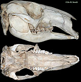 Kangaroo Skull