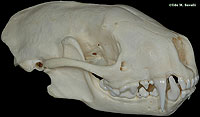 Mink Skull