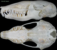 Mole Skull