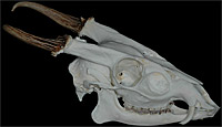 Muntjac Skull