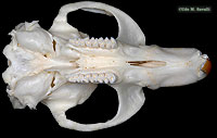 Muskrat Skull