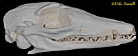 Numbat Skull