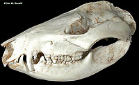 OpossumSkull