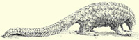 Pangolin