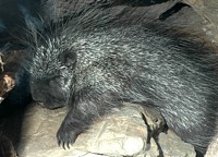 Porcupine