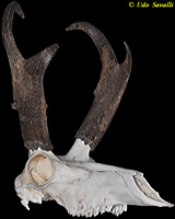 Peccary Skull