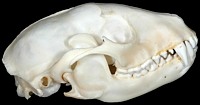 Mongoose Skull