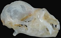 Roundleaf Bat Skull