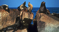 Sea Lions