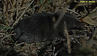 Short-tailed Shrew