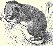 Shrew Drawing