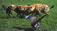 Spotted Hyaenas