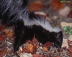 Striped Skunk