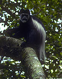 B&W Colobus