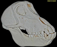 Baboon Skull