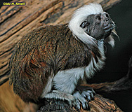 Cottontop Tamarin