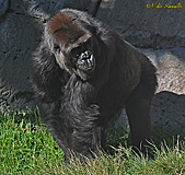 Gorilla