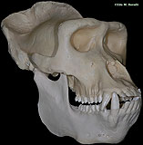 Gorilla Skull