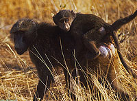 Olive Baboon