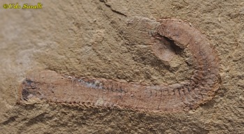 Palaeoscolex