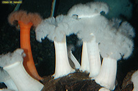 Giant Plumose Anemone