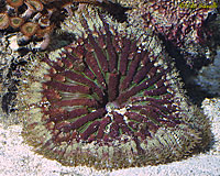 Mushroom Coral