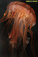 Northern Sea Nettle