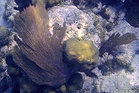 Sea Fan