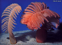 Elkhorn Coral