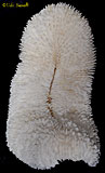 Slipper Coral