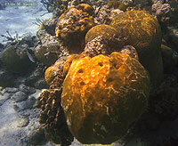 Stony Corals