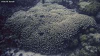 Obelia Colony