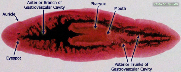 platyhelminthes turbellaria planaria