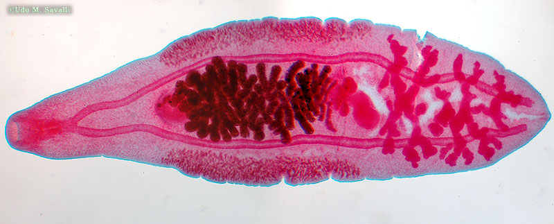FLATWORM - Definiția și sinonimele flatworm în dicționarul Engleză - Platyhelminthes vierme fluke