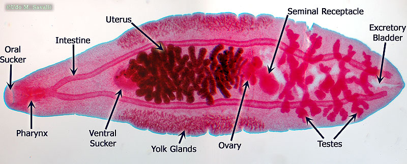 Platyhelminthes osztályú trematode