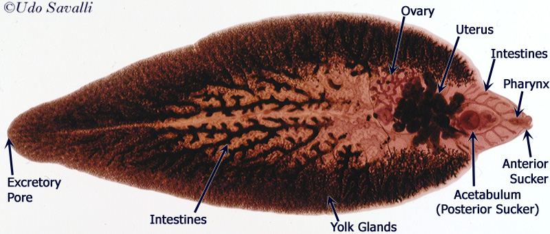 platyhelminthes fluke