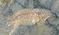 speckled flatworm