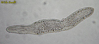 Stenostomum