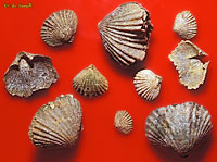 Brachiopod Fossils