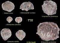 NacoBrachiopods